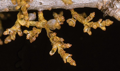 dwarf mistletoe on Douglas fir