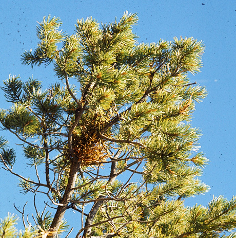 Dwarf mistletoe on pinyon pine