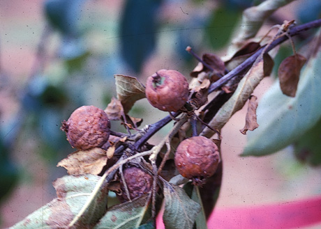 Fire blight on fruit