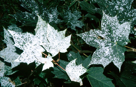 Powdery mildew on maple