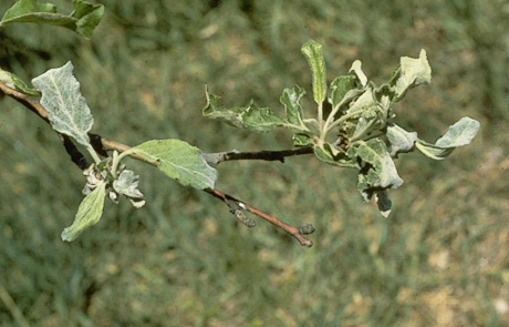 Powdery mildew on apple