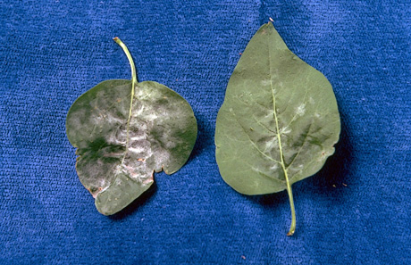 Powdery mildew on lilac