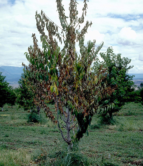 Verticillium wilt on sweet cherry