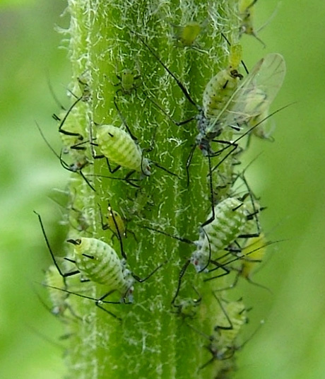 Aphids