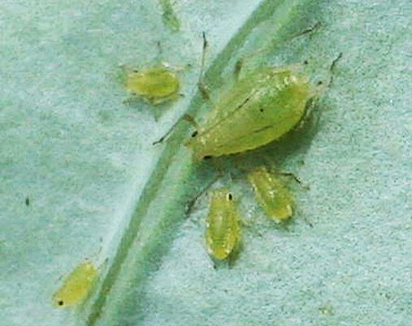 Aphids