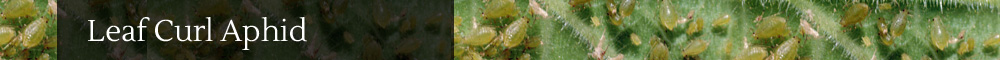 Curl Leaf Aphid