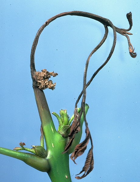 Ash borer damage