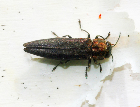 Bronze birch borer