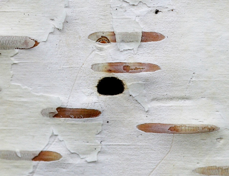 Bronze birch borer exit hole