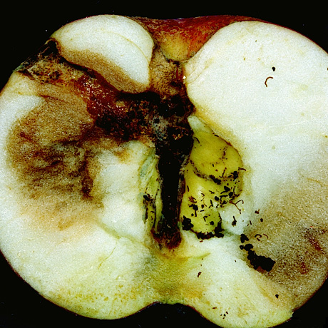 Codling moth damage to apple fruit