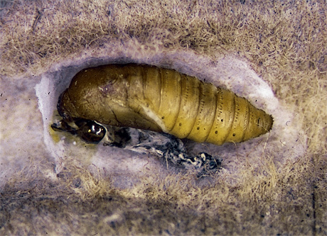 Codling moth pupae