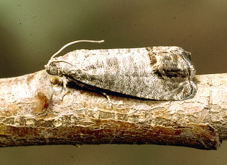 Adult codling moth