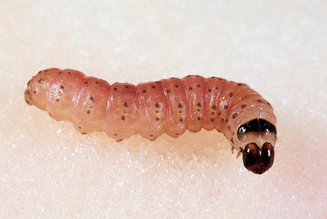 colding moth caterpillar