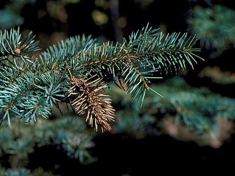 Cooley Spruce Gall Adelgid damage