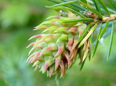 Spruce Gall