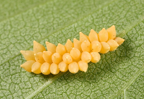 Elm leaf beetle egg cluster