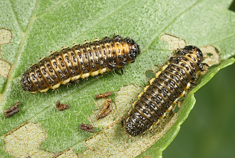 Elm Leaf Beetle larvae