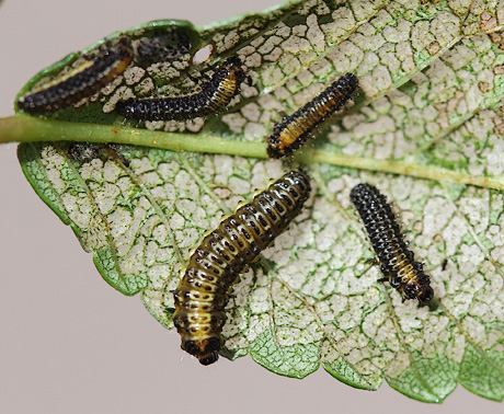 Elm leaf beetle larvae