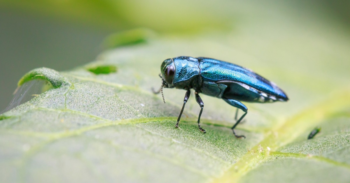 Emerald Ash Borers discovered in Larimer County