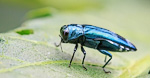 Emerald Ash Borer FAQs