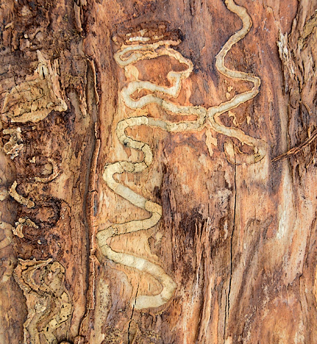 Emerald Ash Borer damage