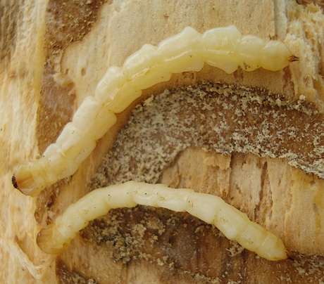 Emerald Ash Borer larvae