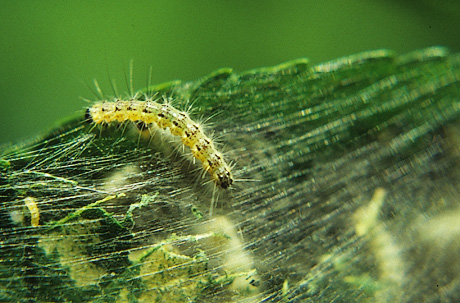 Fall Webworm