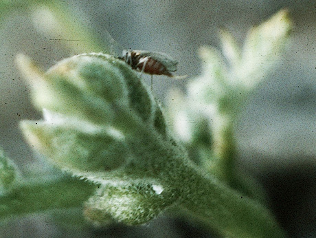 Honeylocust pod gall midge adult