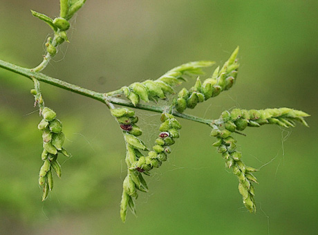 Honeylocust pod gall midge damage