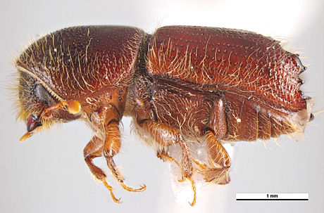 Ips Beetle