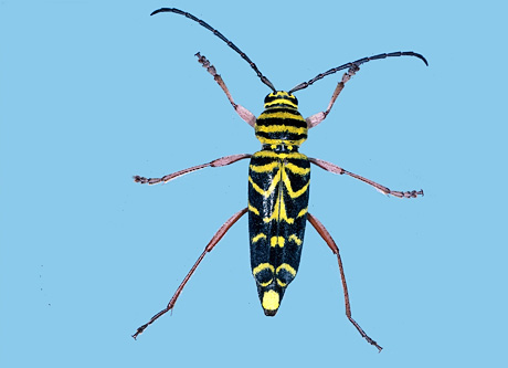 Locust Borer