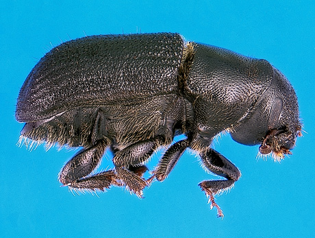 Mountain pine beetle