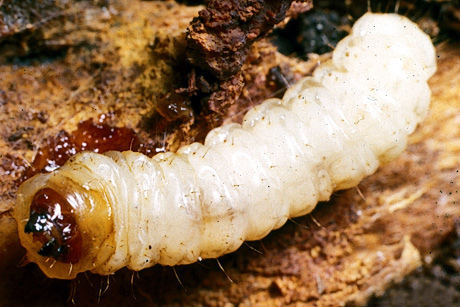 Peach tree borer larvae