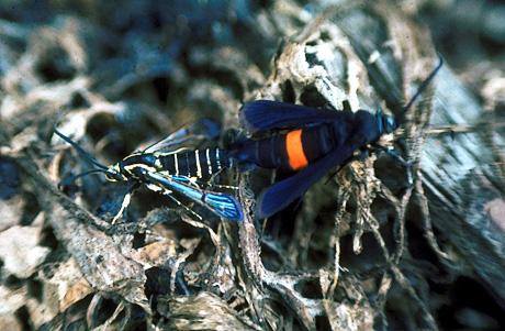 Male and female peach tree borer