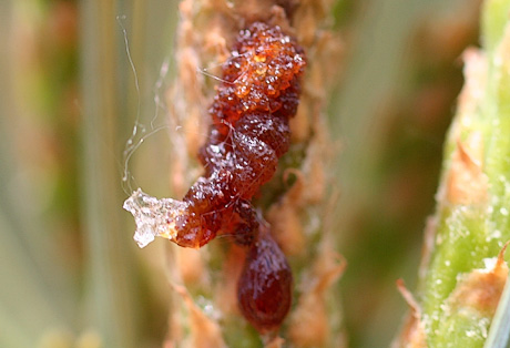 Pinyon tip moth pitch mass