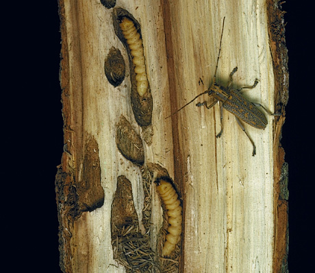 Poplar borer adult and larvae