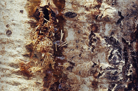 Poplar borer damage