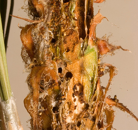 Ponderosa pine tip moth damage