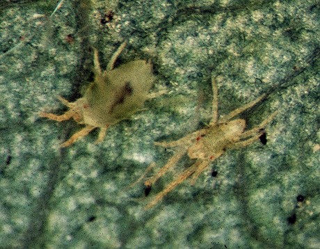 Spider mites on honeylocust