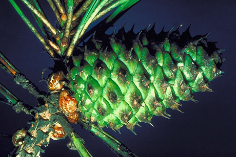 Striped Pine Scale