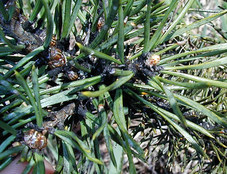 Striped Pine Scale