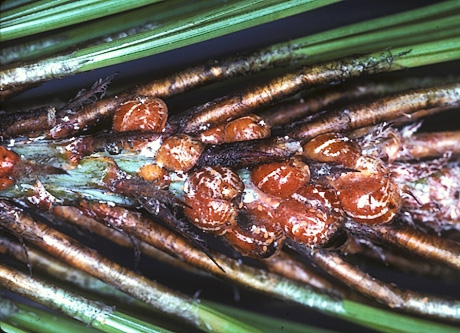 Striped Pine Scale