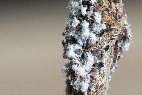 Woolly apple aphids