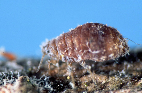 Woolly apple aphid