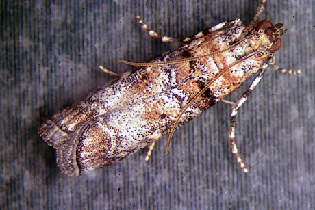 Zimmerman pine moth