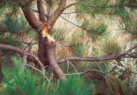 Zimmerman pine moth damage