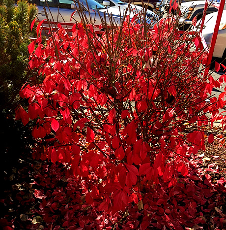 Burning Bush red foliage in Fall