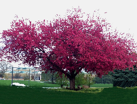 Crab apple in Spring color