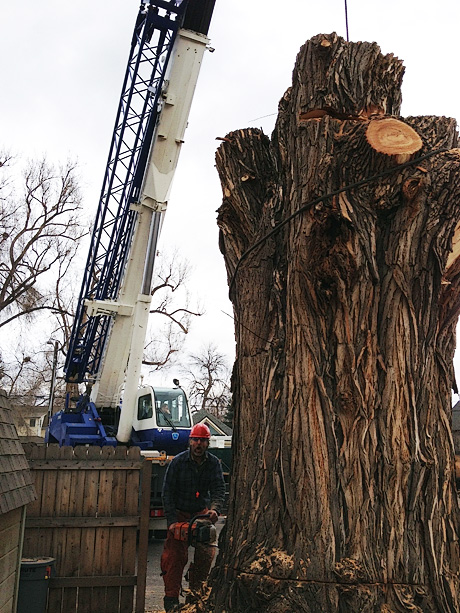 Cutting down the hazard willow