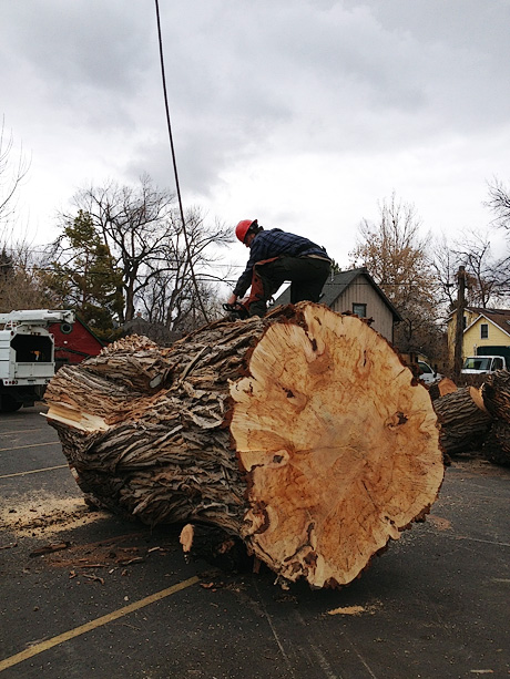 Cutting up the willow trunk